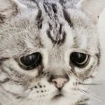 Вечно грустная кошка Луху набирает популярность в интернете
